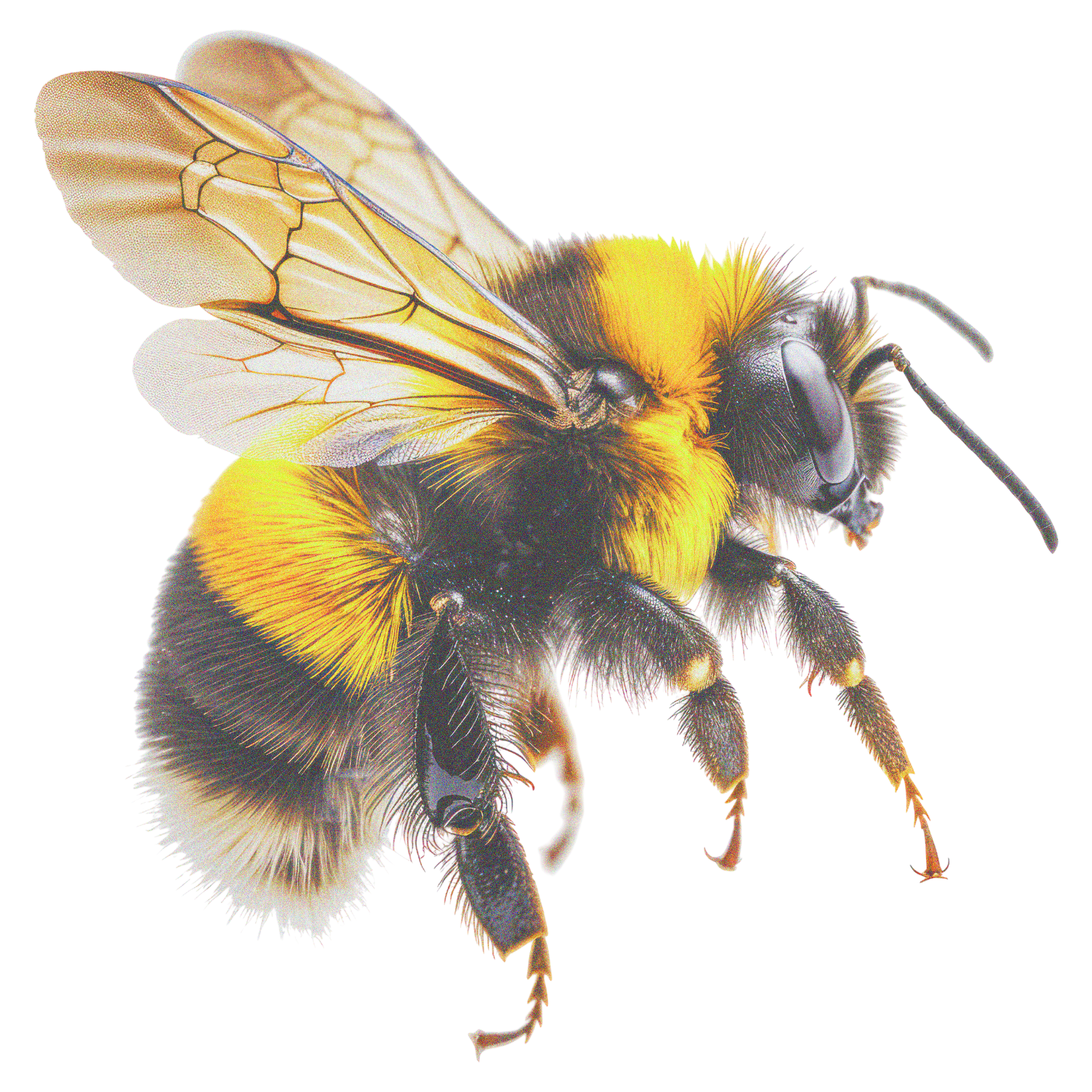 Bee 2 Layer
